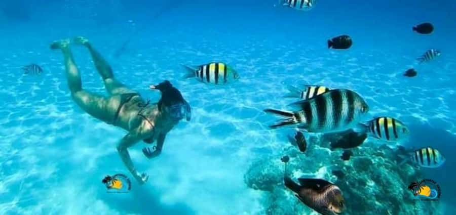 From Nungwi: Mnemba Island Dolphin Watching and Snorkeling - Leaving Nungwi by van and boat