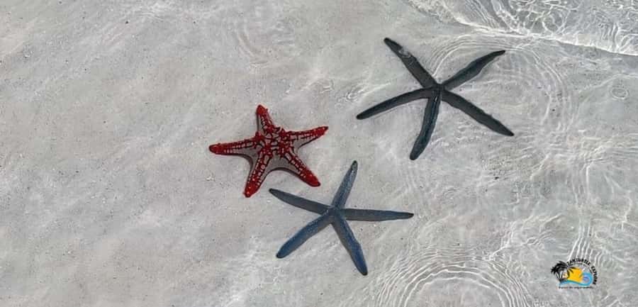 From Nungwi: Mnemba Island Dolphin Watching and Snorkeling - A beach break shaped by the tide