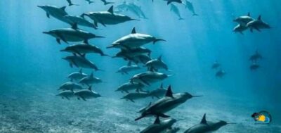Mnemba Island Dolphin Watching and Snorkeling
