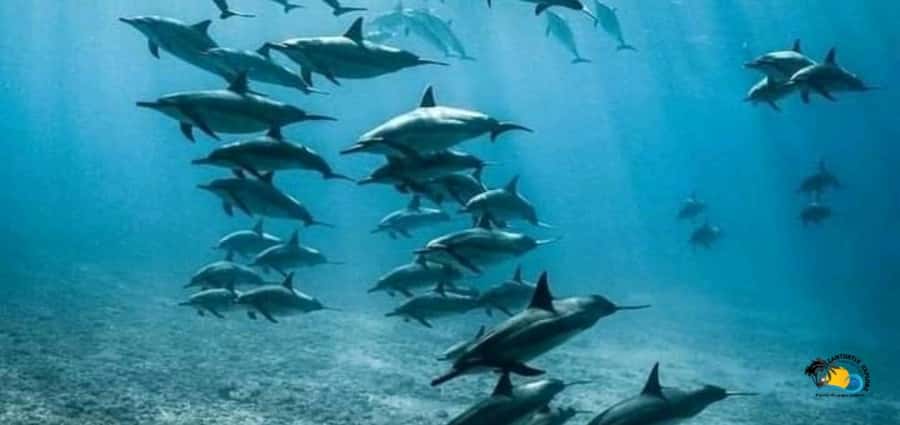 From Nungwi: Mnemba Island Dolphin Watching and Snorkeling - What Mnemba means on this excursion