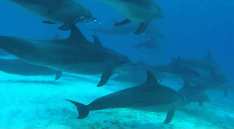 FROM NUNGWI; MNEMBA SNORKELING AND DOLPHIN TOUR - Mnemba from Nungwi: what this day is really about