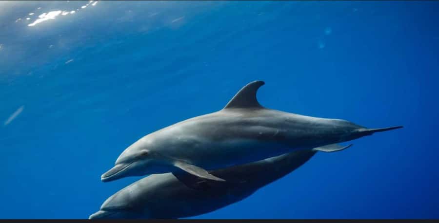FROM NUNGWI; MNEMBA SNORKELING AND DOLPHIN TOUR - Dolphin watching with realistic expectations