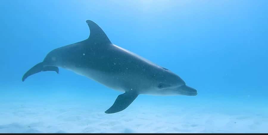 FROM NUNGWI; MNEMBA SNORKELING AND DOLPHIN TOUR - What the guides and boat crew add