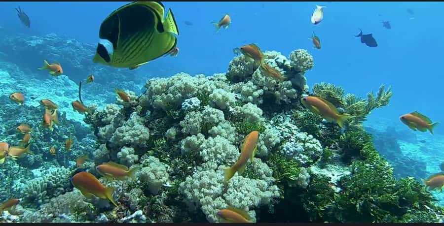 FROM NUNGWI; MNEMBA SNORKELING AND DOLPHIN TOUR - The return to Nungwi and possible drop-offs