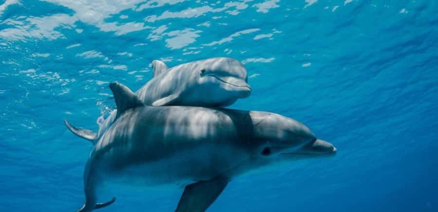 FROM NUNGWI; MNEMBA SNORKELING AND DOLPHIN TOUR - Snorkeling around Mnemba’s coral and fish