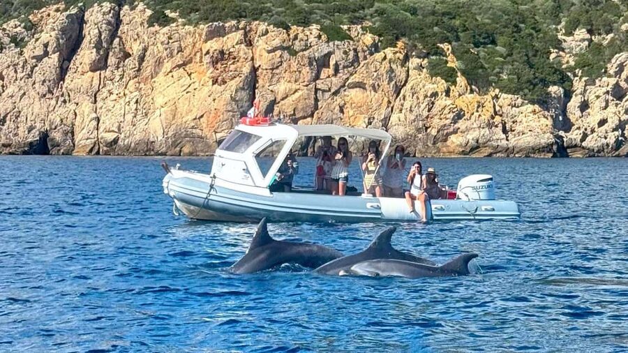 From Olbia: RIB Tour to Capo Figari with Dolphin Sighting - Key points at a glance