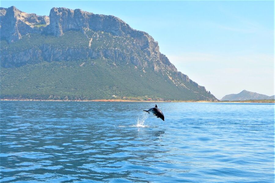 From Olbia: RIB Tour to Capo Figari with Dolphin Sighting - Why this Olbia boat trip is worth considering