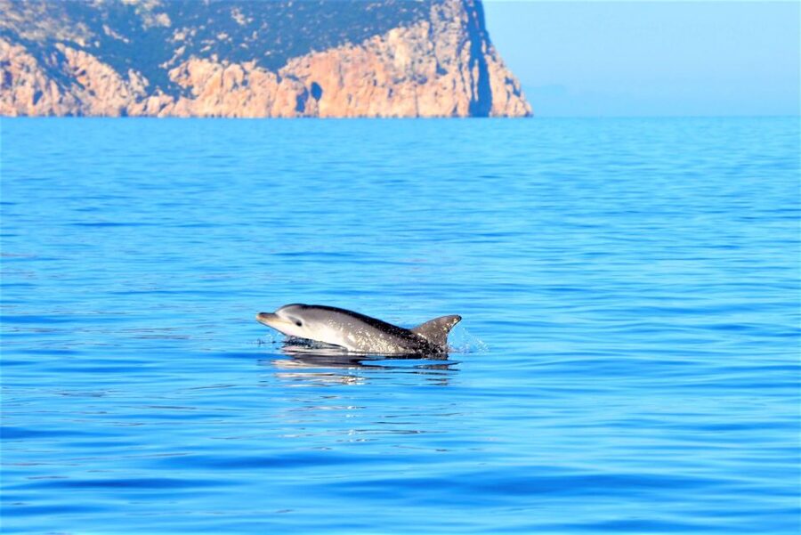 From Olbia: RIB Tour to Capo Figari with Dolphin Sighting - Watching dolphins around Figarolo Island