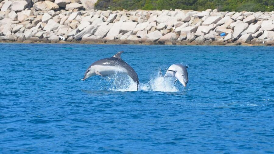 From Olbia: RIB Tour to Capo Figari with Dolphin Sighting - Snorkeling beside Capo Figari