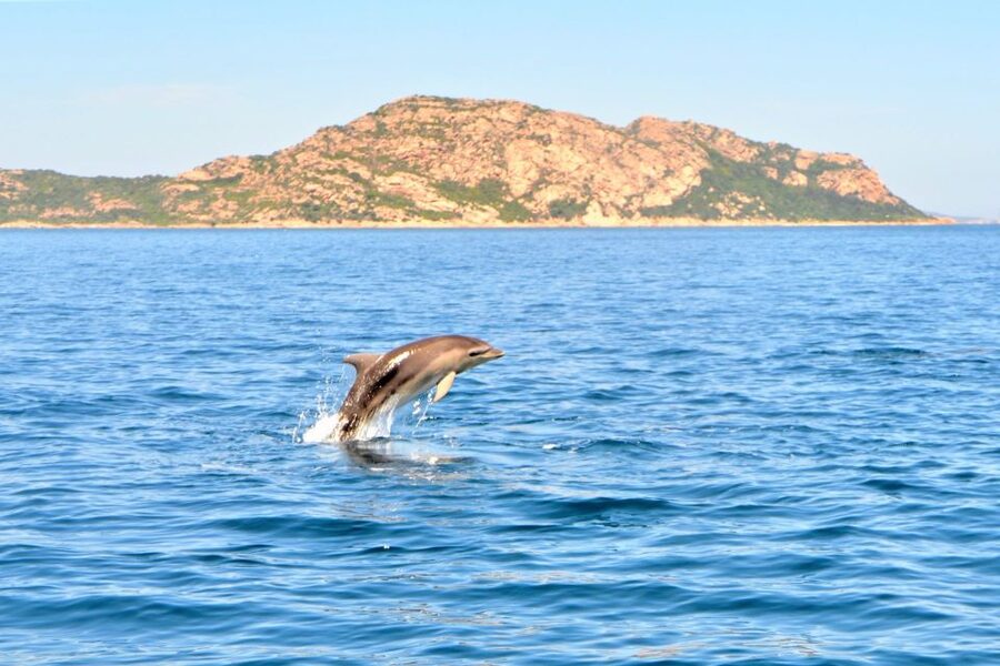 From Olbia: RIB Tour to Capo Figari with Dolphin Sighting - Cala Moresca and the second water stop