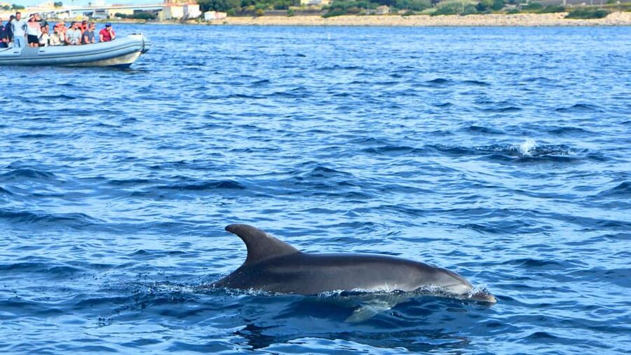From Olbia: RIB Tour to Capo Figari with Dolphin Sighting - What the $77 price covers