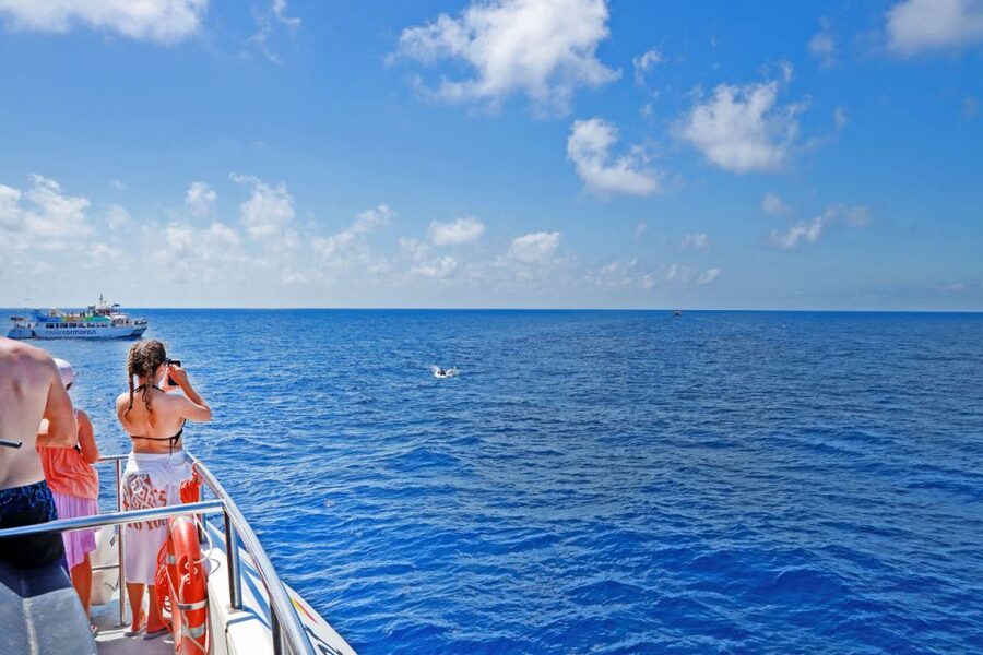 From Paguera: Dolphin Watching Cruise in a Glass-Bottom Boat - The dolphin search begins off Santa Ponsa