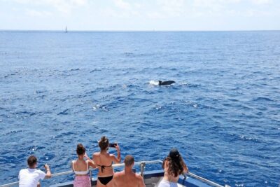 From Paguera: Dolphin Watching Cruise in a Glass-Bottom Boat