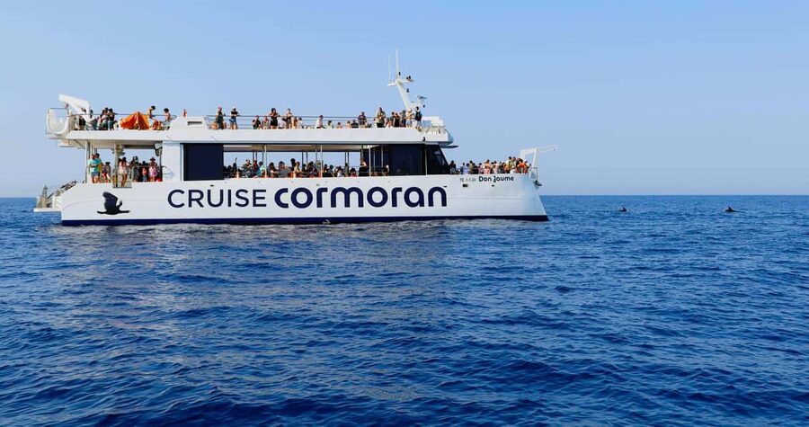 From Paguera: Dolphin Watching Cruise in a Glass-Bottom Boat - Price and value at $41 per person