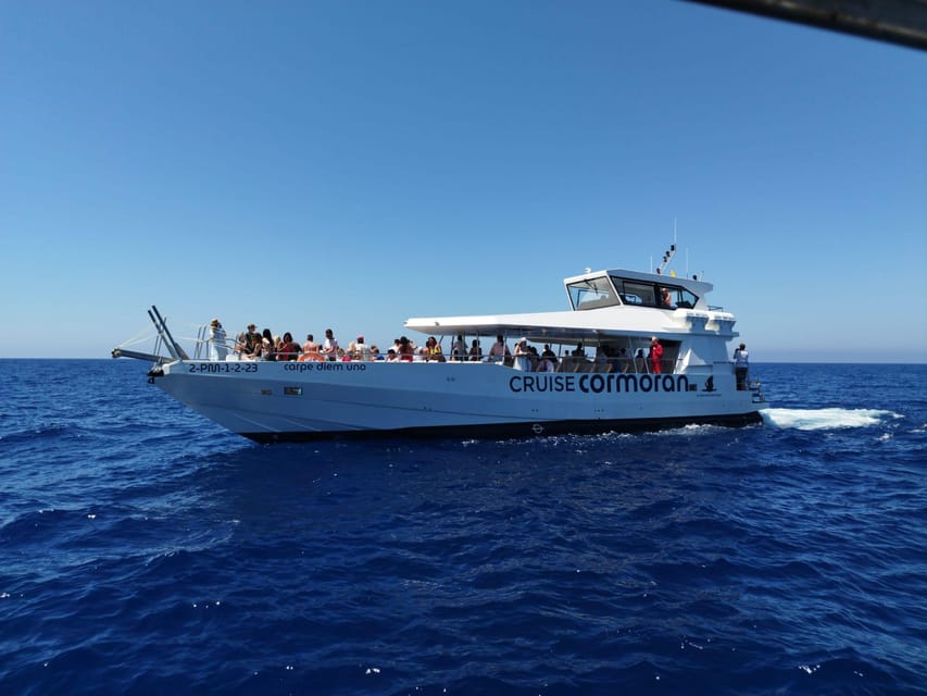 From Palma: 3-Hour Morning Dolphin Watching Boat Tour - Wild dolphins beyond Palma’s southwest coast