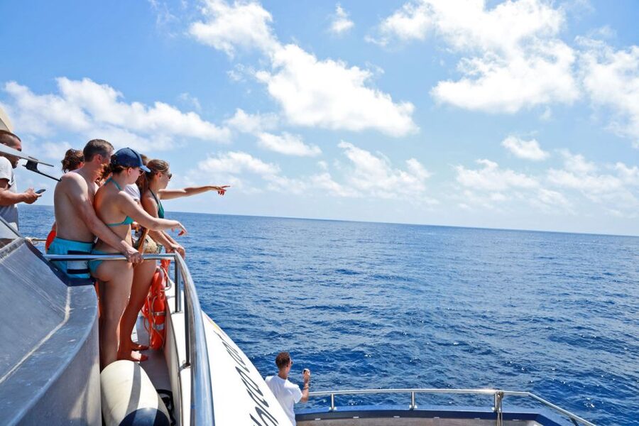 From Palma: 3-Hour Morning Dolphin Watching Boat Tour - What to pack for a comfortable morning