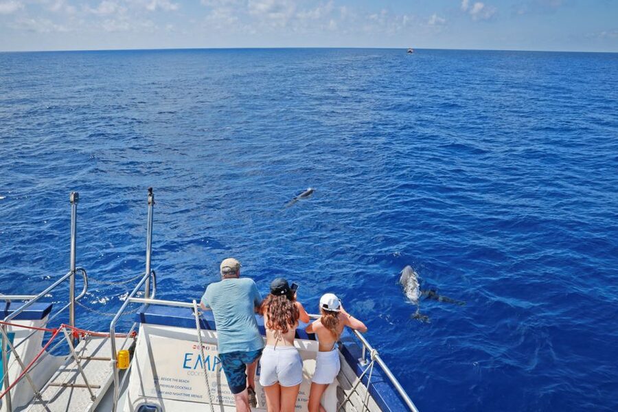 From Palma: 3-Hour Morning Dolphin Watching Boat Tour - The atmosphere on board