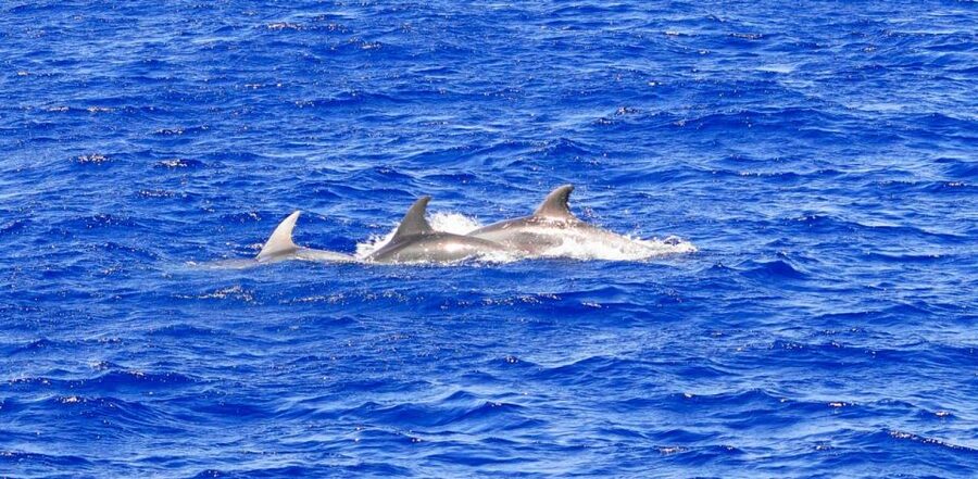 From Palma: 3-Hour Morning Dolphin Watching Boat Tour - Responsible dolphin watching