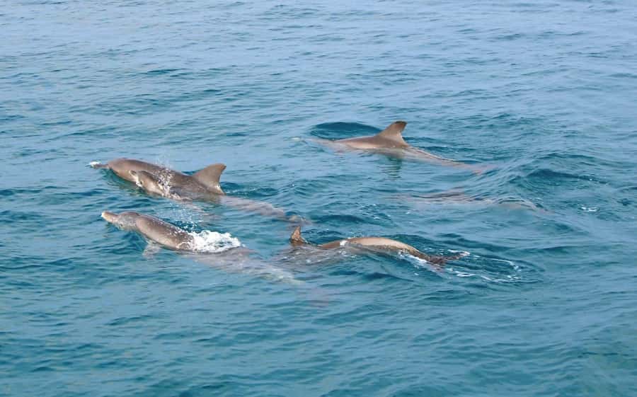 From Phuket: Racha & Maiton Island Dolphin Expedition - Key points at a glance