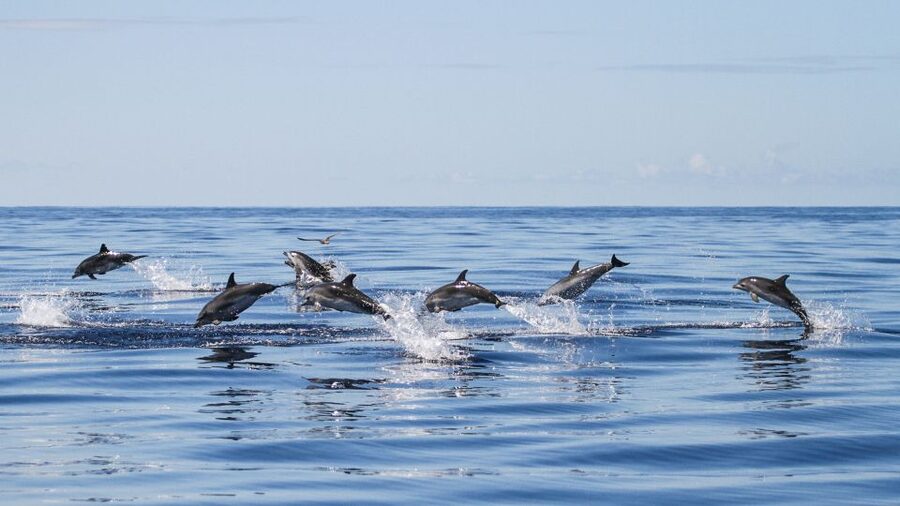 From Ponta Delgada: Whale and Dolphin Watching Trip - From Ponta Delgada harbor into open Atlantic water