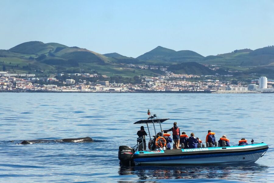 From Ponta Delgada: Whale and Dolphin Watching Trip - Should you book the Ponta Delgada whale-watching trip?