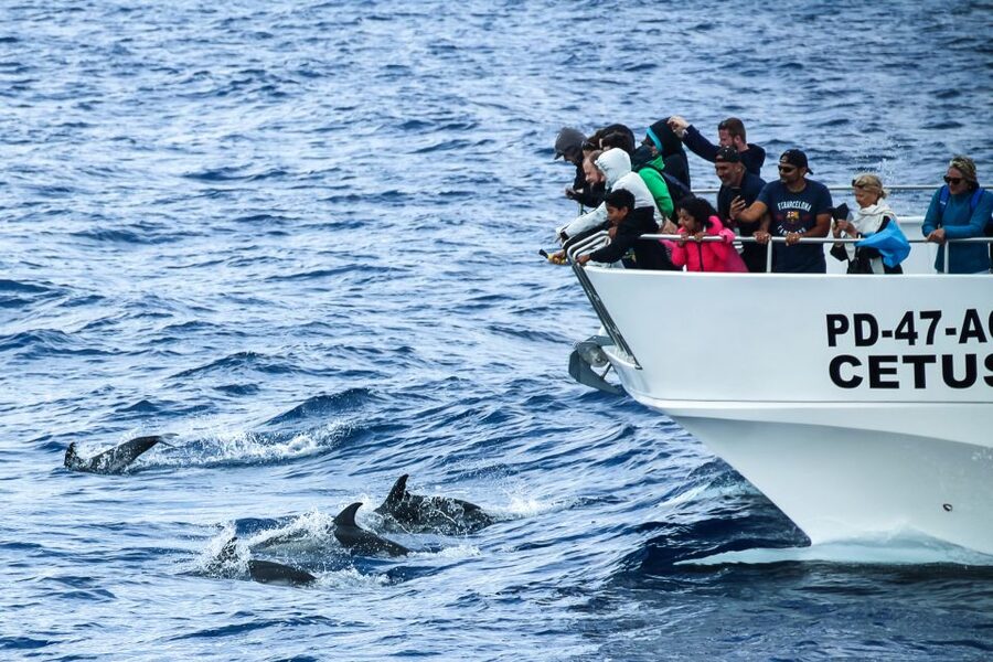 From Ponta Delgada: Whale and Dolphin Watching Trip - What you might see in each season