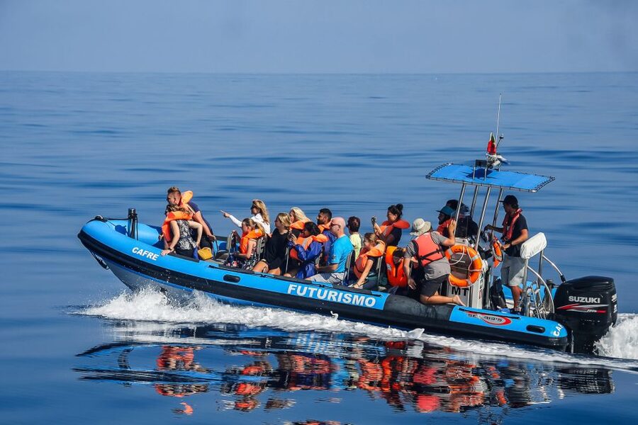 From Ponta Delgada: Whale and Dolphin Watching Trip - The marine biologist makes the waiting worthwhile