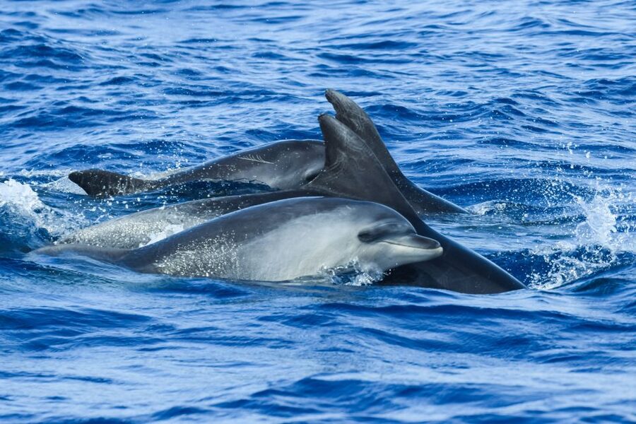From Ponta Delgada: Whale and Dolphin Watching Trip - The best sightings are often the least predictable