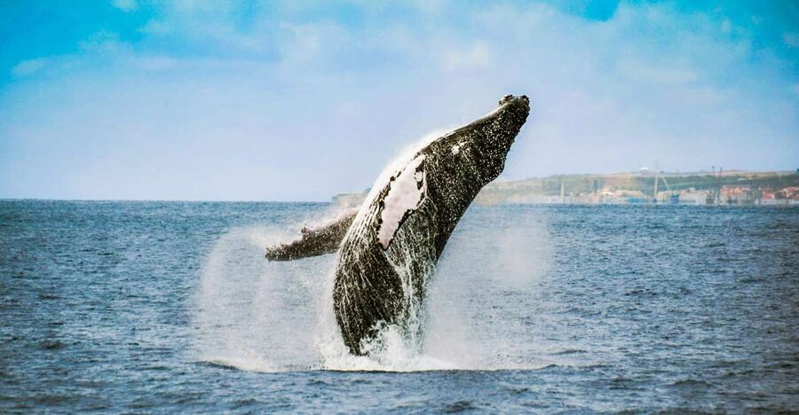 From Ponta Delgada: Whale and Dolphin Watching Trip - How crowded boats affect your view