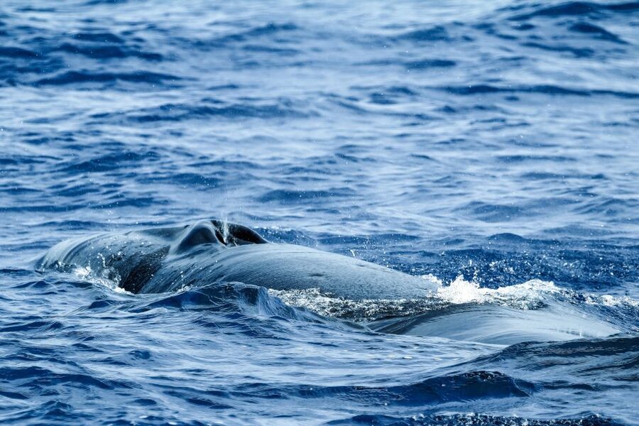 From Ponta Delgada: Whale and Dolphin Watching Trip - Is $82 a fair price?