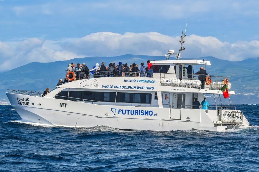 From Ponta Delgada: Whale and Dolphin Watching Trip - Practical tips for a better morning