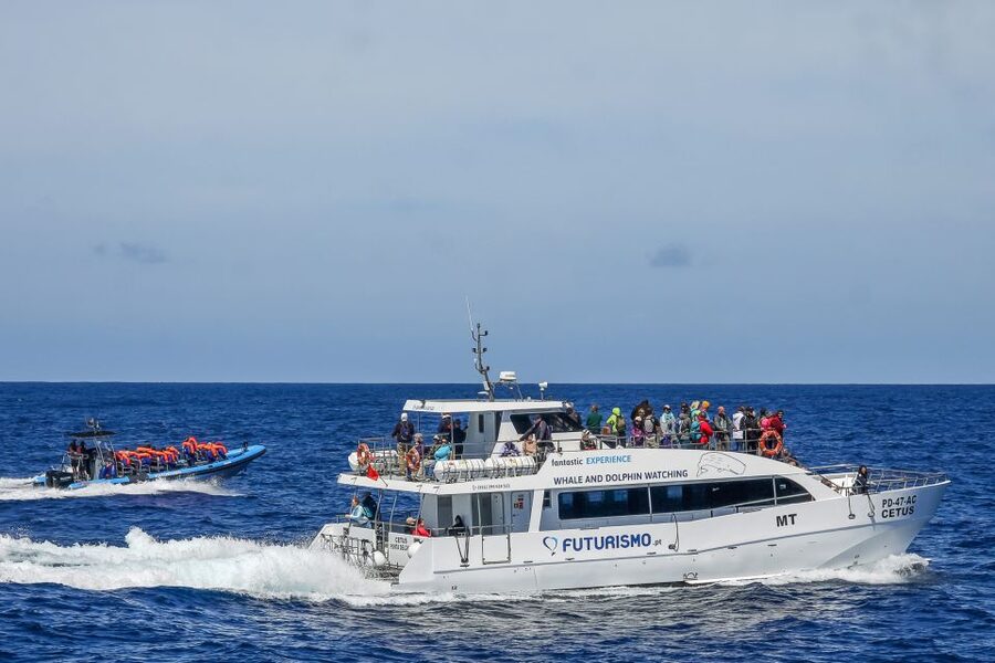 From Ponta Delgada: Whale and Dolphin Watching Trip - Catamaran or Zodiac: choose the ride that fits you