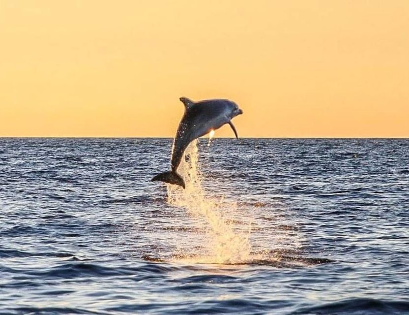 From Poreč: Evening Dolphin Cruise with Welcome Drink - Key points to know before booking