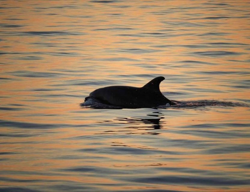 From Poreč: Evening Dolphin Cruise with Welcome Drink - The first hour: searching the water for dolphins