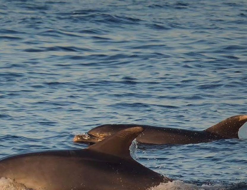 From Poreč: Evening Dolphin Cruise with Welcome Drink - Should you book the Poreč dolphin cruise?