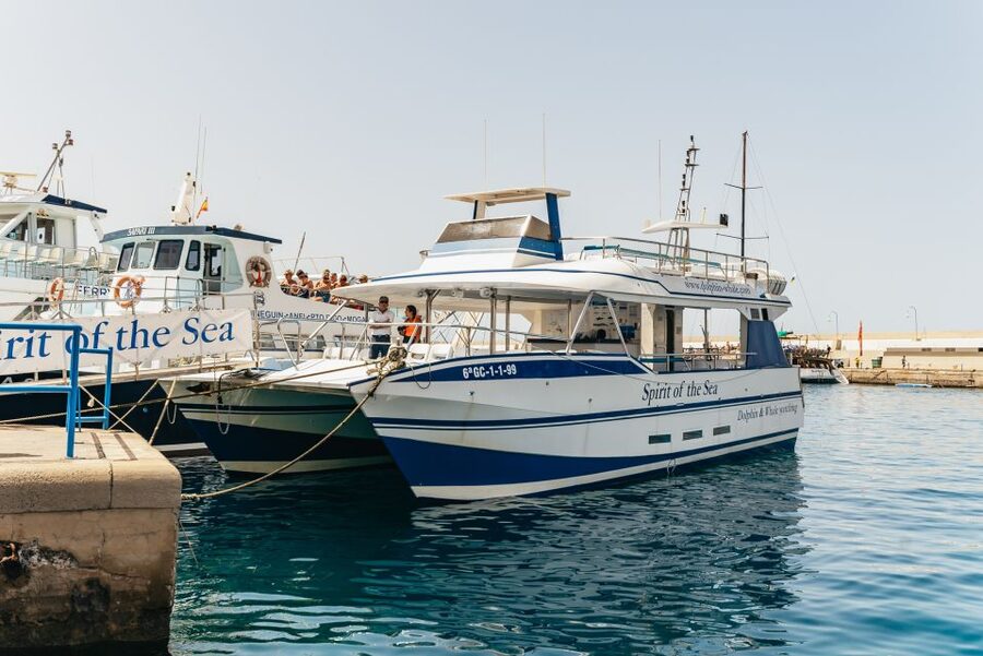 From Puerto Rico de Gran Canaria: Dolphin Watching Cruise - Key points before you book