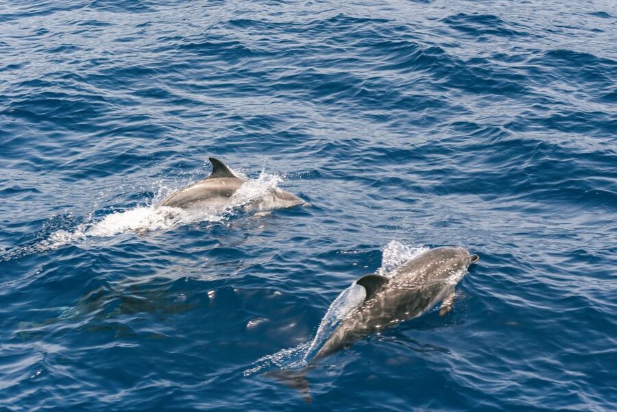 From Puerto Rico de Gran Canaria: Dolphin Watching Cruise - Who will enjoy this cruise most