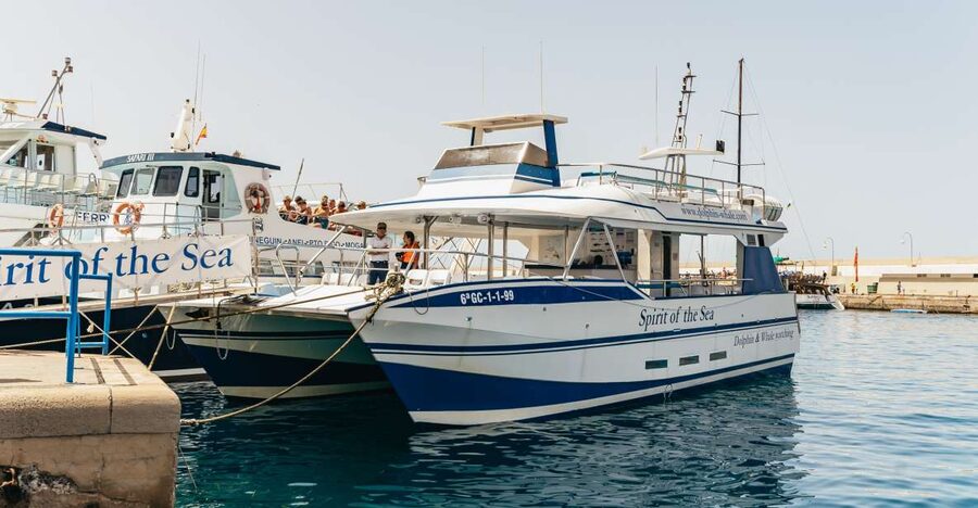 From Puerto Rico de Gran Canaria: Dolphin Watching Cruise - Why Gran Canaria is a strong place for whale watching
