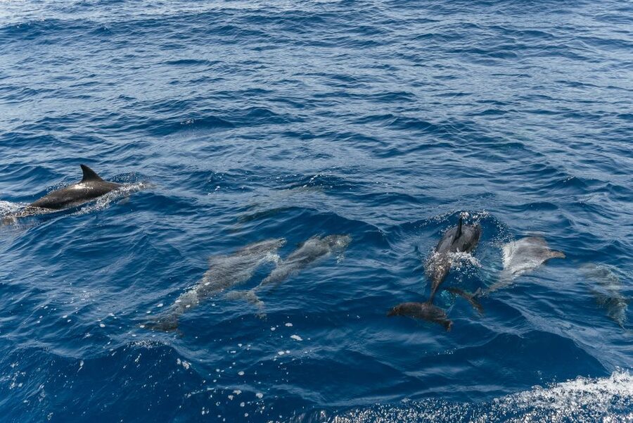 From Puerto Rico de Gran Canaria: Dolphin Watching Cruise - The glass-bottom view and other extras