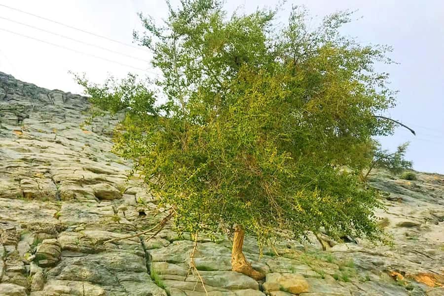 From Ras Al Khaima : Dolphin Watching and Jabal Harim Safari - Lunch before the mountain road