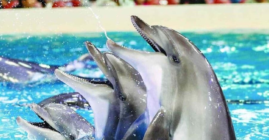 From Side Dolphin and Seal Show Ticket with Hotel Transfers - What the Sealanya show is really like