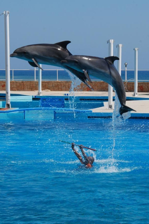 From Side Dolphin and Seal Show Ticket with Hotel Transfers - The dolphin performance and trainer interaction