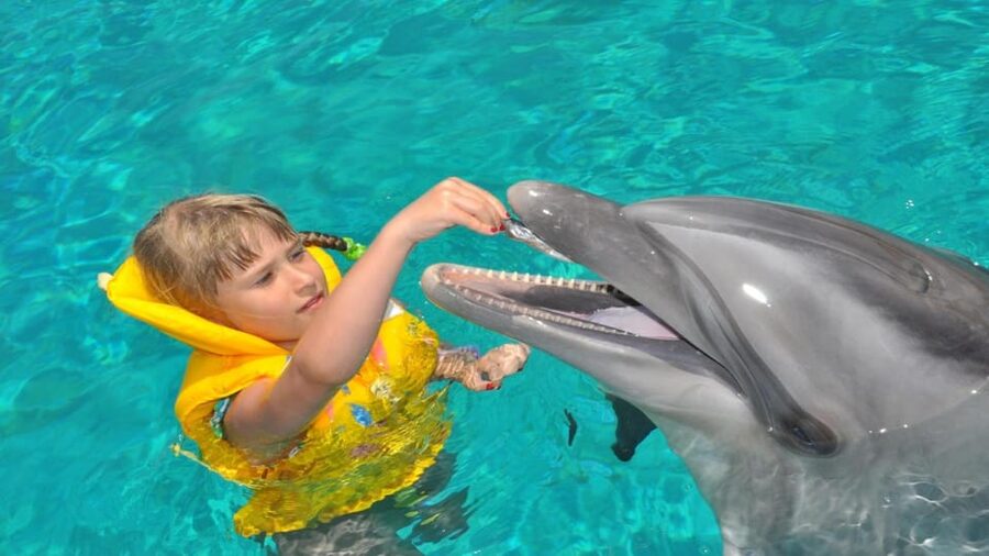 From Side Dolphin and Seal Show Ticket with Hotel Transfers - How much value do you get for $42?
