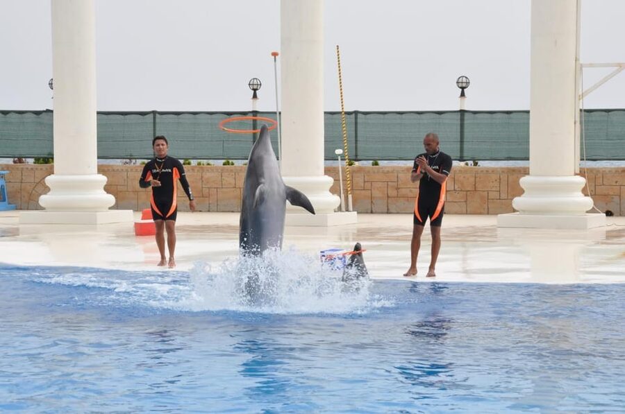 From Side Dolphin and Seal Show Ticket with Hotel Transfers - The educational side of the experience