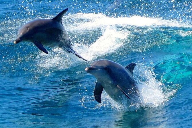 From Sydney: Port Stephens Dolphin, Koalas, Lunch & Sandboarding - Leaving Central Station before the city wakes