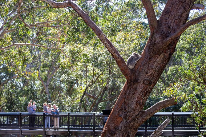 From Sydney: Port Stephens Dolphin, Koalas, Lunch & Sandboarding - Koalas at a conservation-focused sanctuary