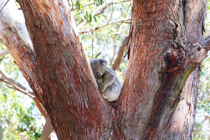 From Sydney: Port Stephens Dolphin, Koalas, Lunch & Sandboarding - The Stockton dunes and Birubi Beach sandboarding