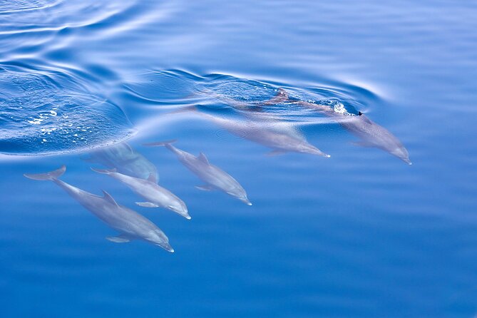 From Sydney: Port Stephens Dolphin, Koalas, Lunch & Sandboarding - Who will enjoy this day most