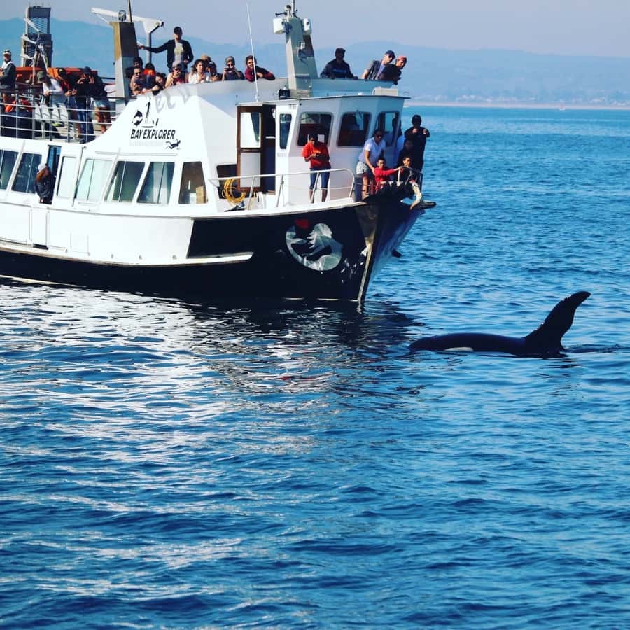 From Tauranga: Dolphin and Wildlife Cruise - What the Tauranga wildlife cruise is really like