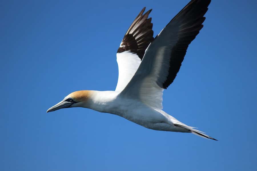From Tauranga: Dolphin and Wildlife Cruise - Should you book the Bay Explorer cruise?